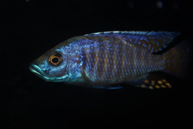 Otopharynx antron 'Makokola Reef'